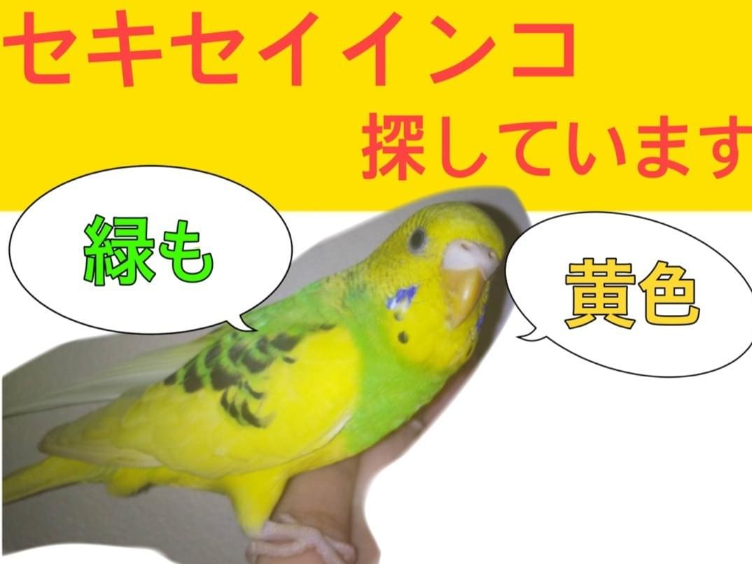 ピヨすけちゃん ピヨすけちゃん