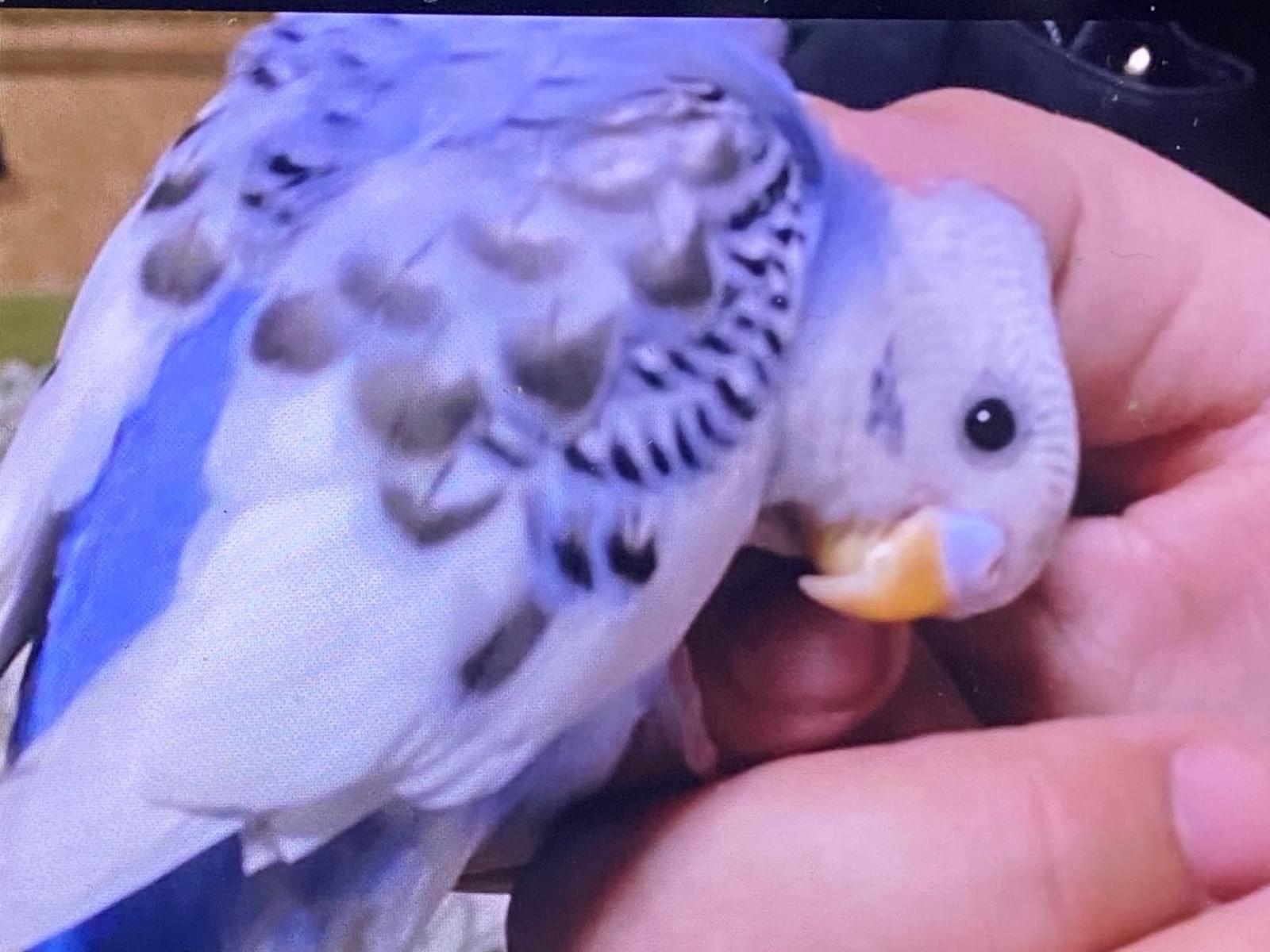 きなこちゃん きなこちゃん