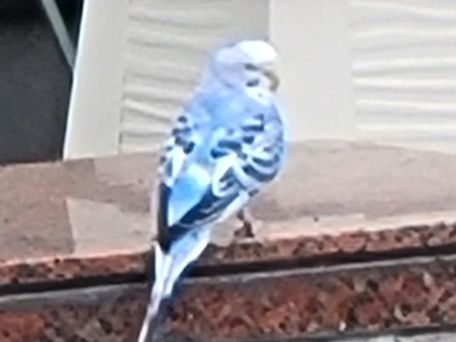 目撃された鳥 目撃された鳥