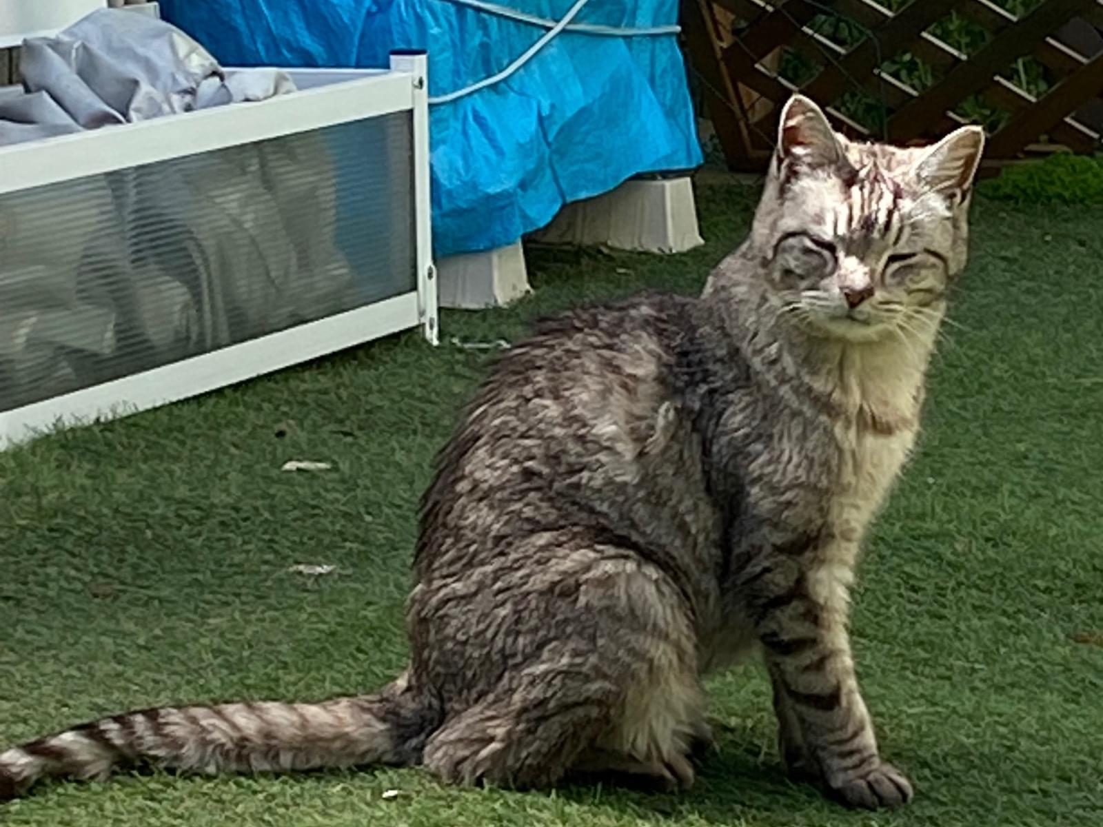 目撃された猫 目撃された猫