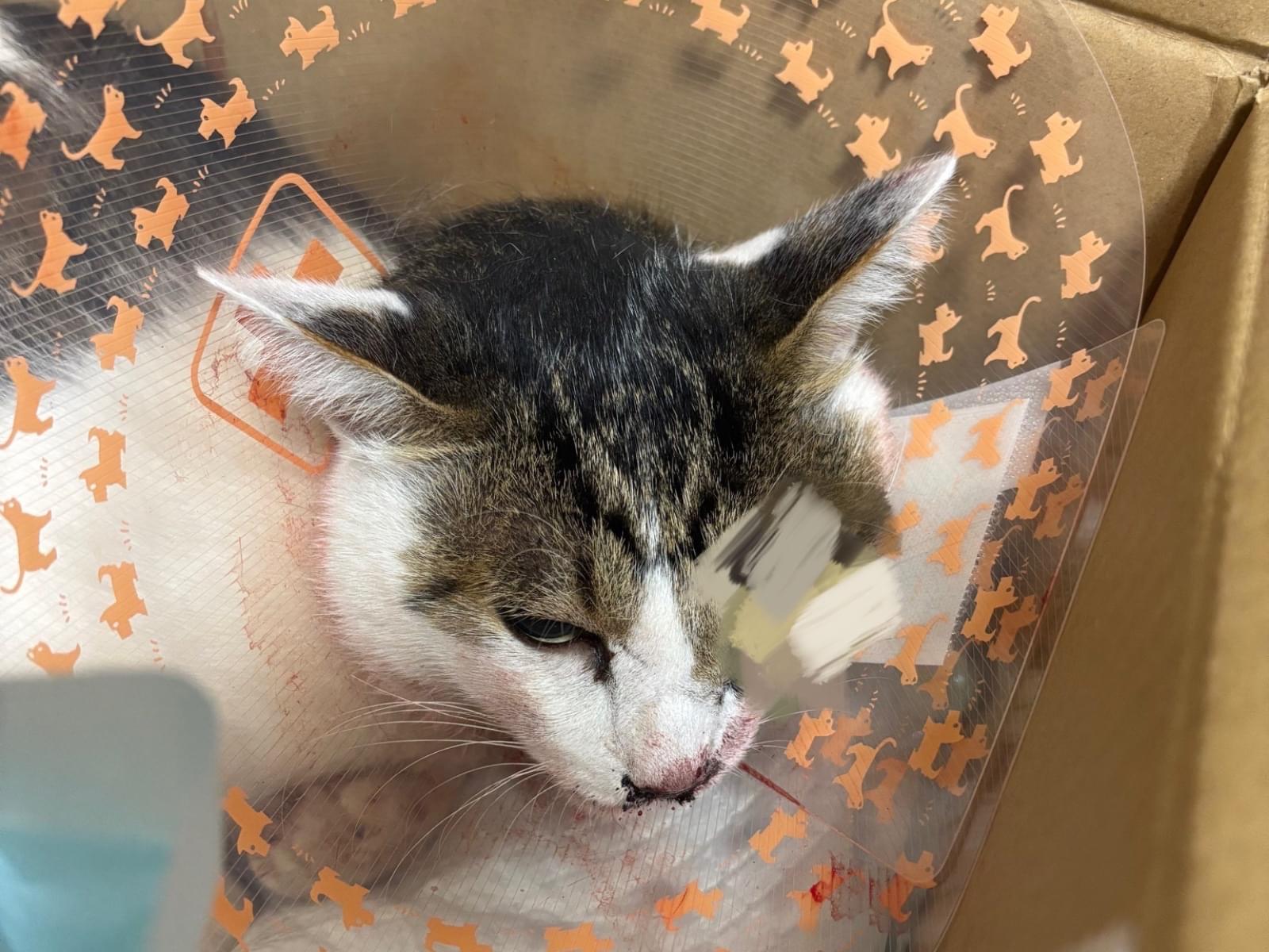 保護された猫 保護された猫