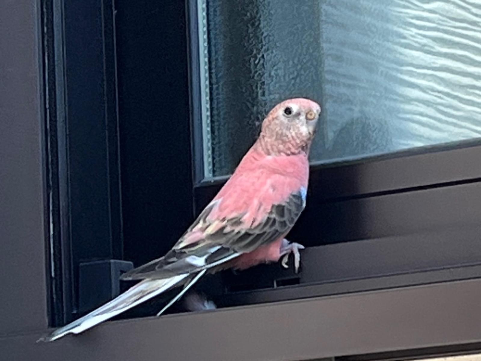 目撃された鳥 目撃された鳥
