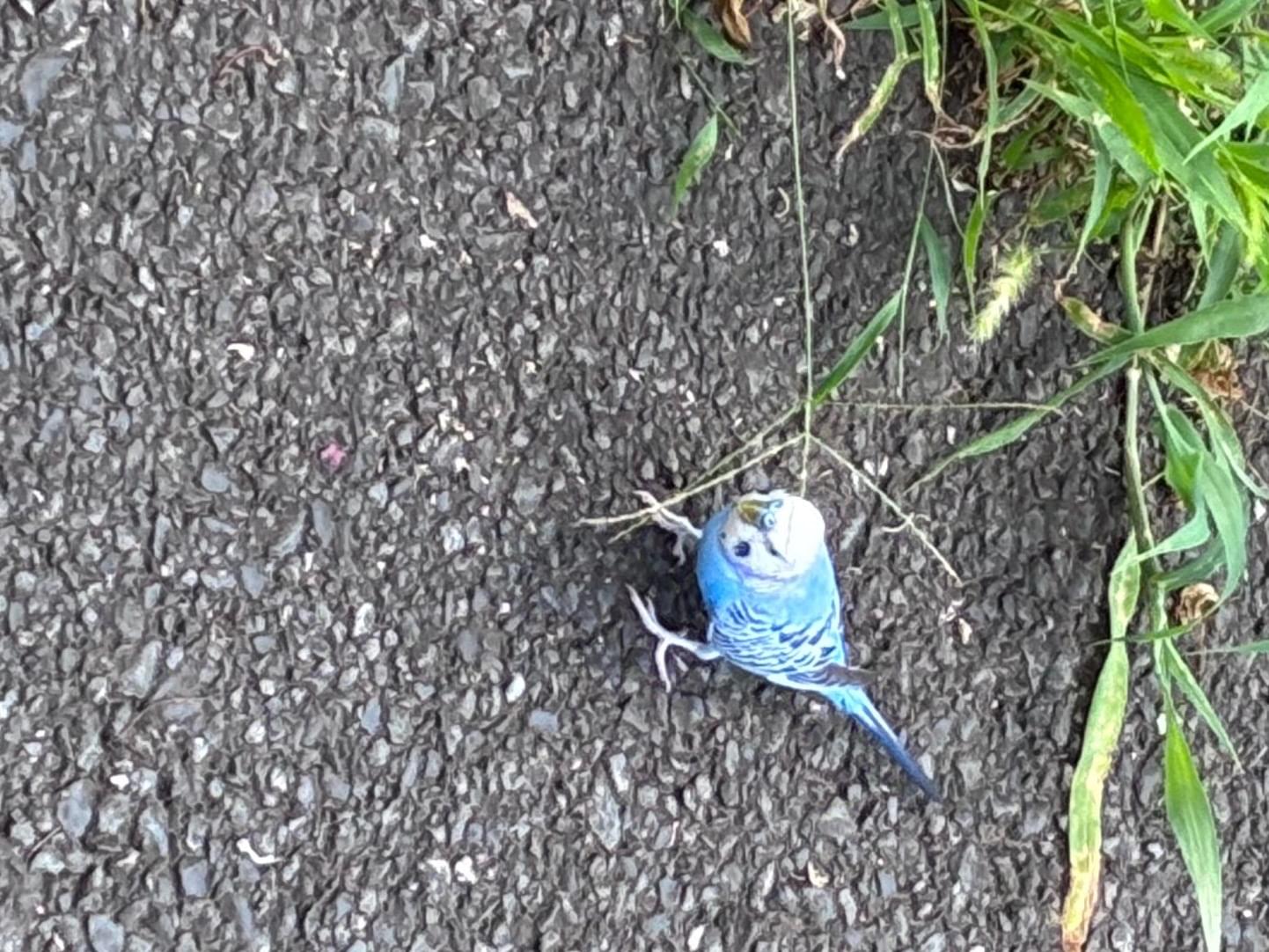 目撃された鳥 目撃された鳥