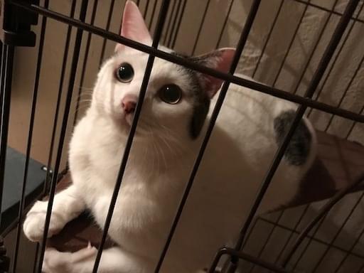サムちゃん サムちゃん