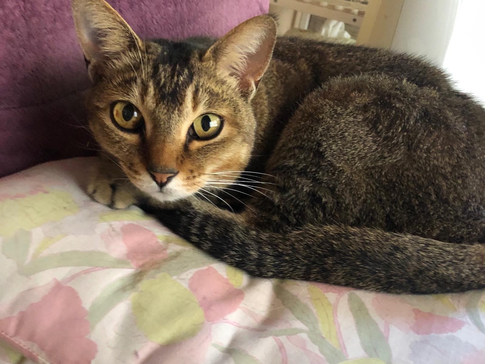 あんずちゃん あんずちゃん