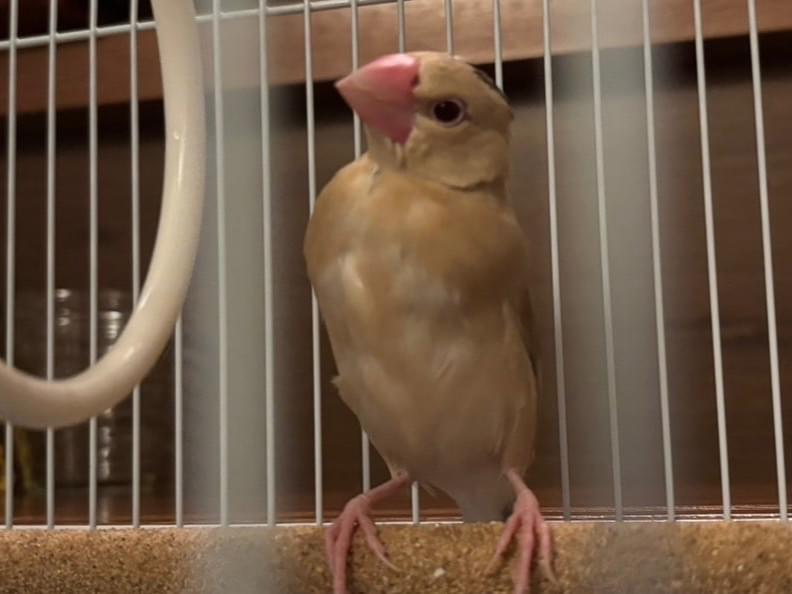 保護された鳥 保護された鳥