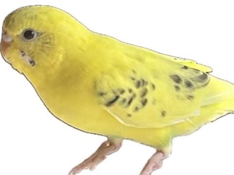 すずちゃん すずちゃん