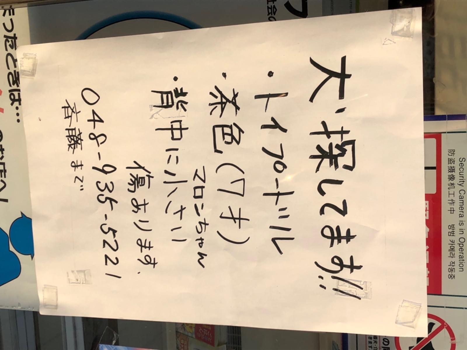 マロンちゃん マロンちゃん