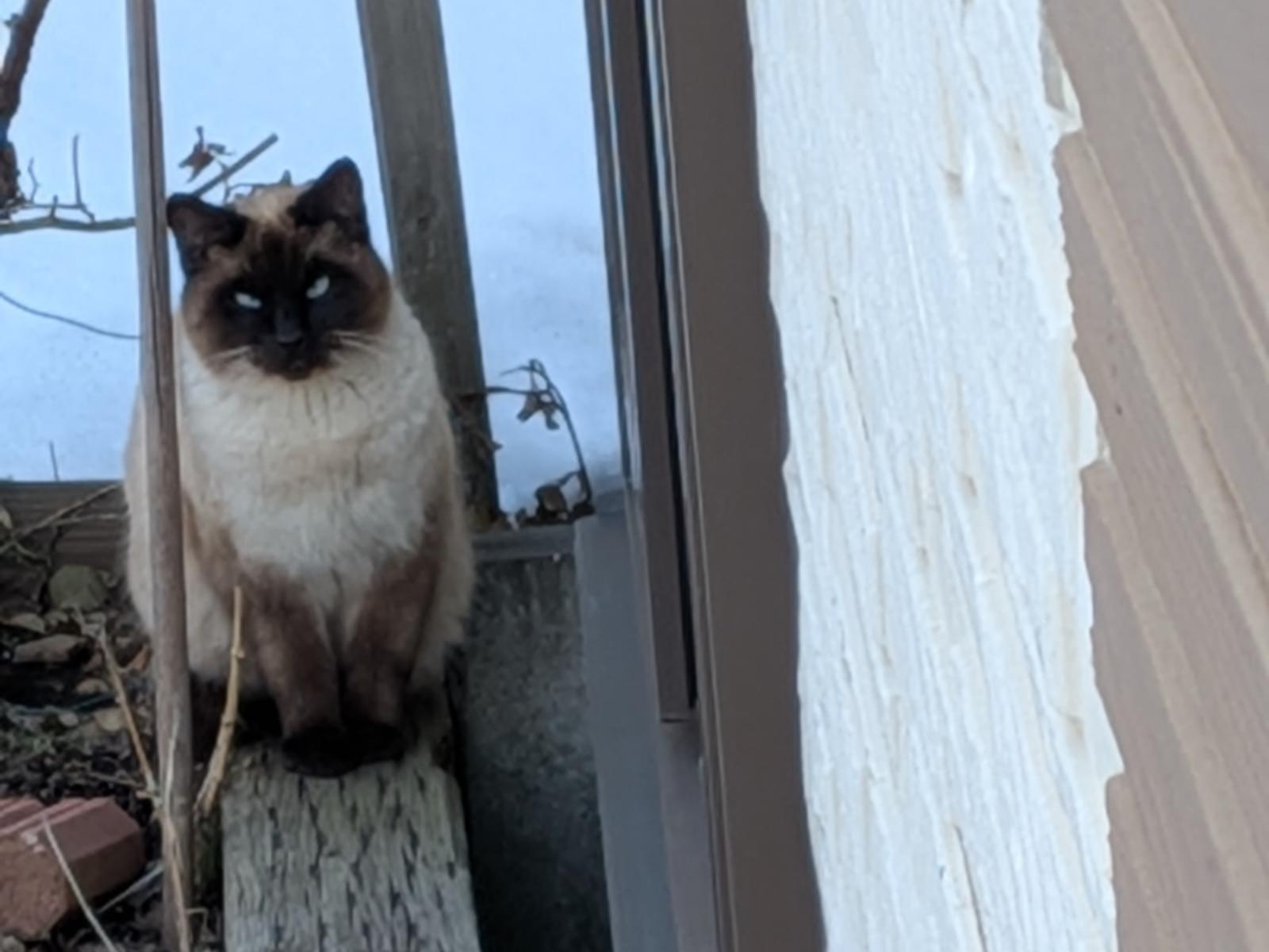 保護された猫 保護された猫