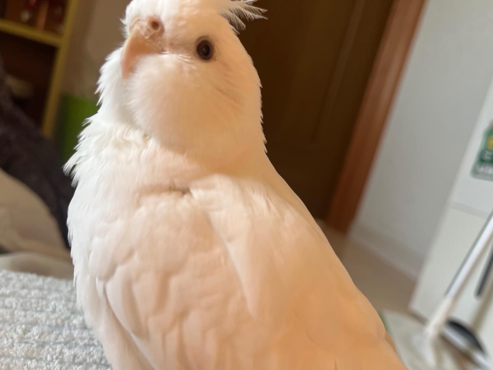 かごちゃん