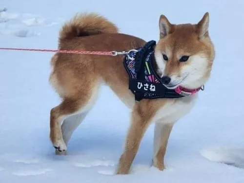 赤毛の柴犬を探しています