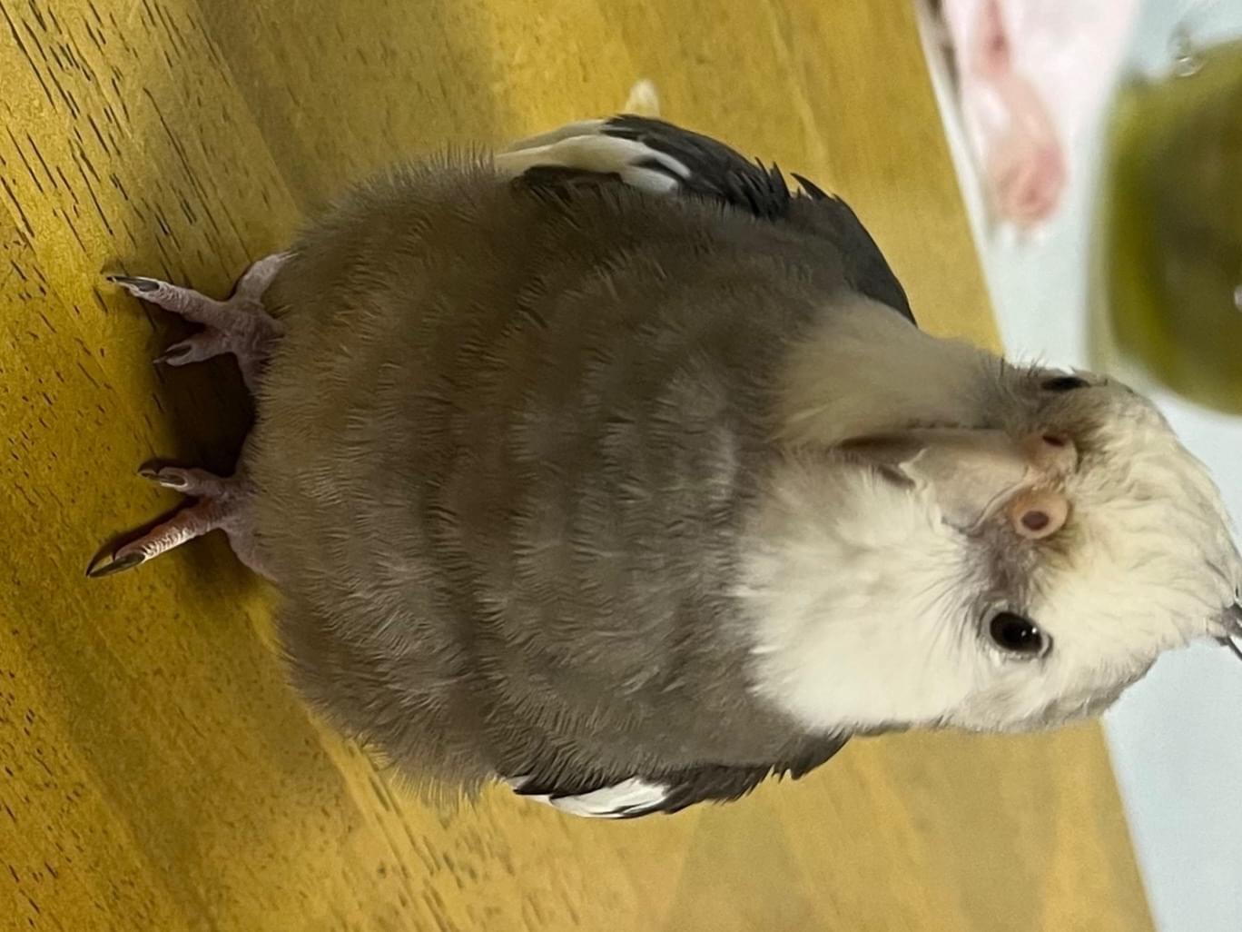 レノちゃん レノちゃん