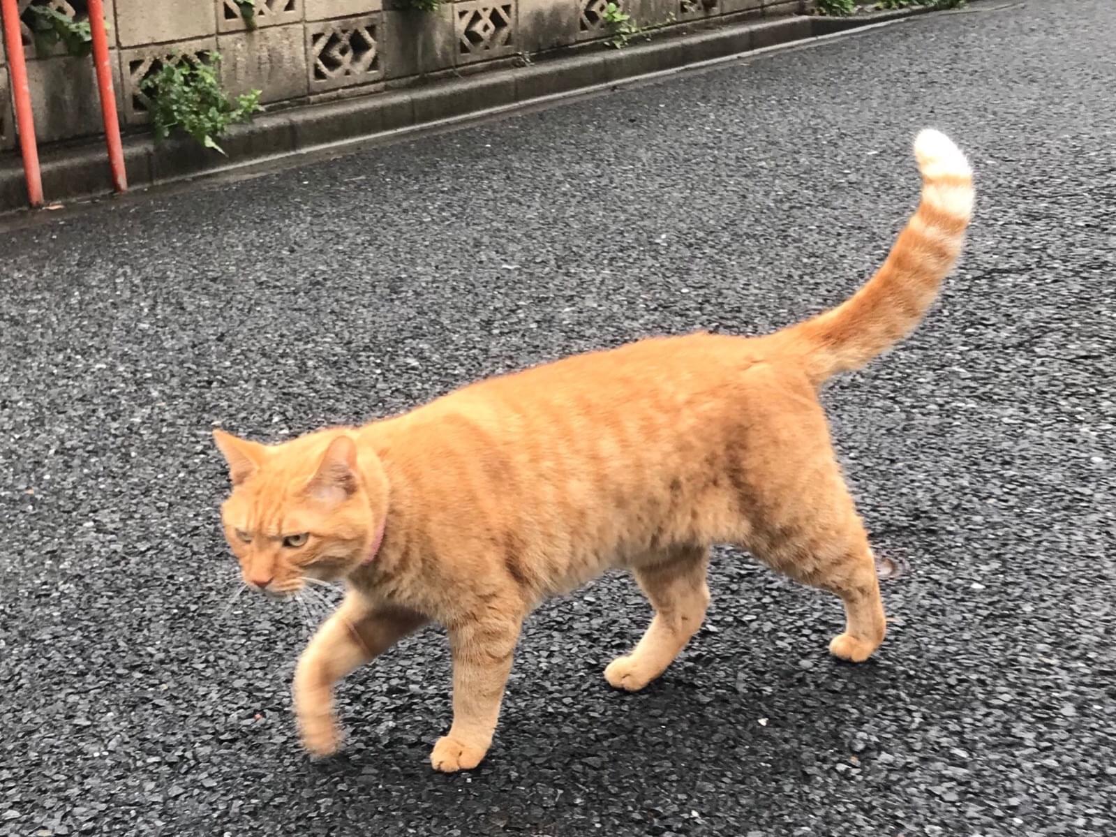 ガブちゃん ガブちゃん