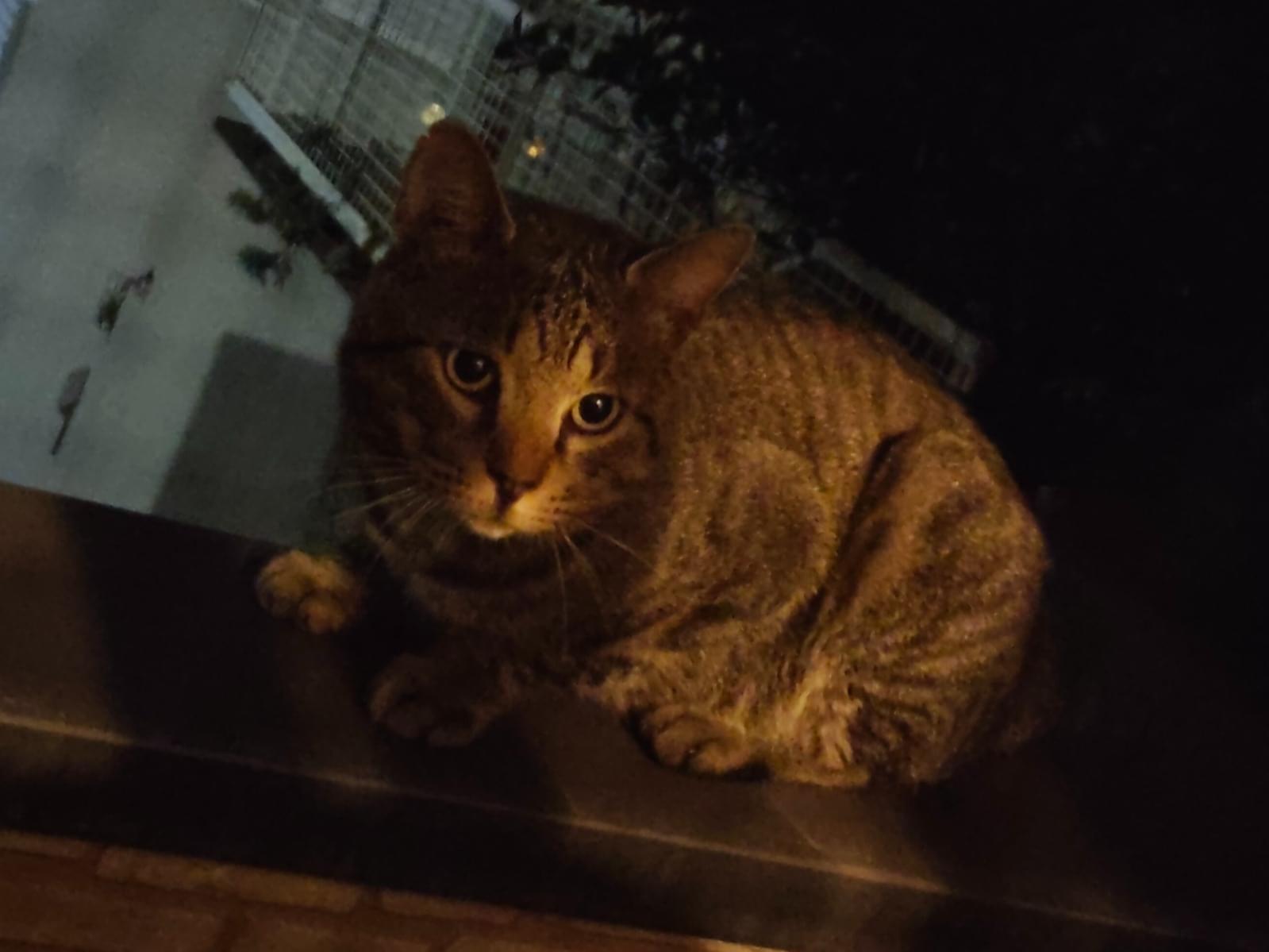 目撃された猫 目撃された猫