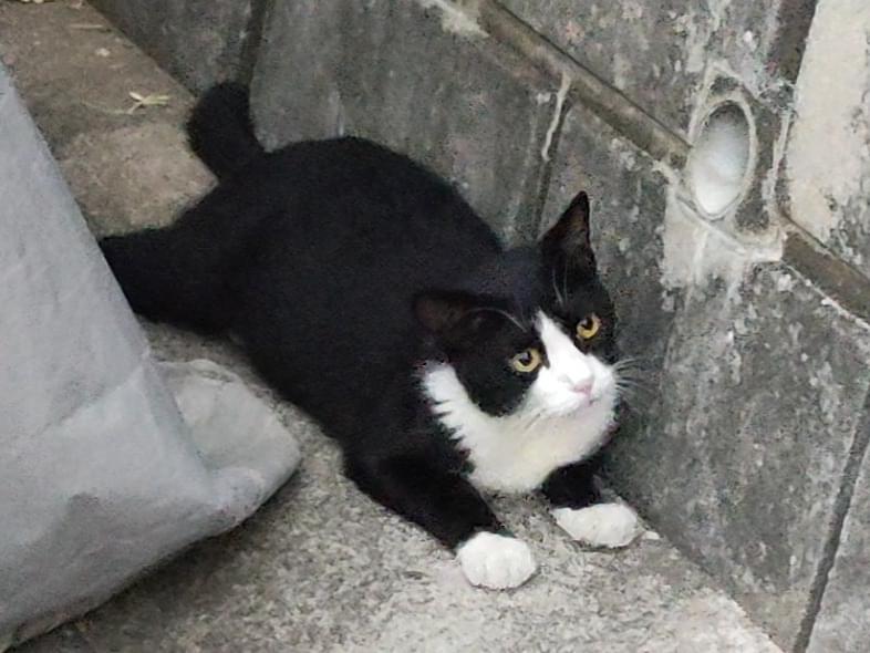 目撃された猫 目撃された猫