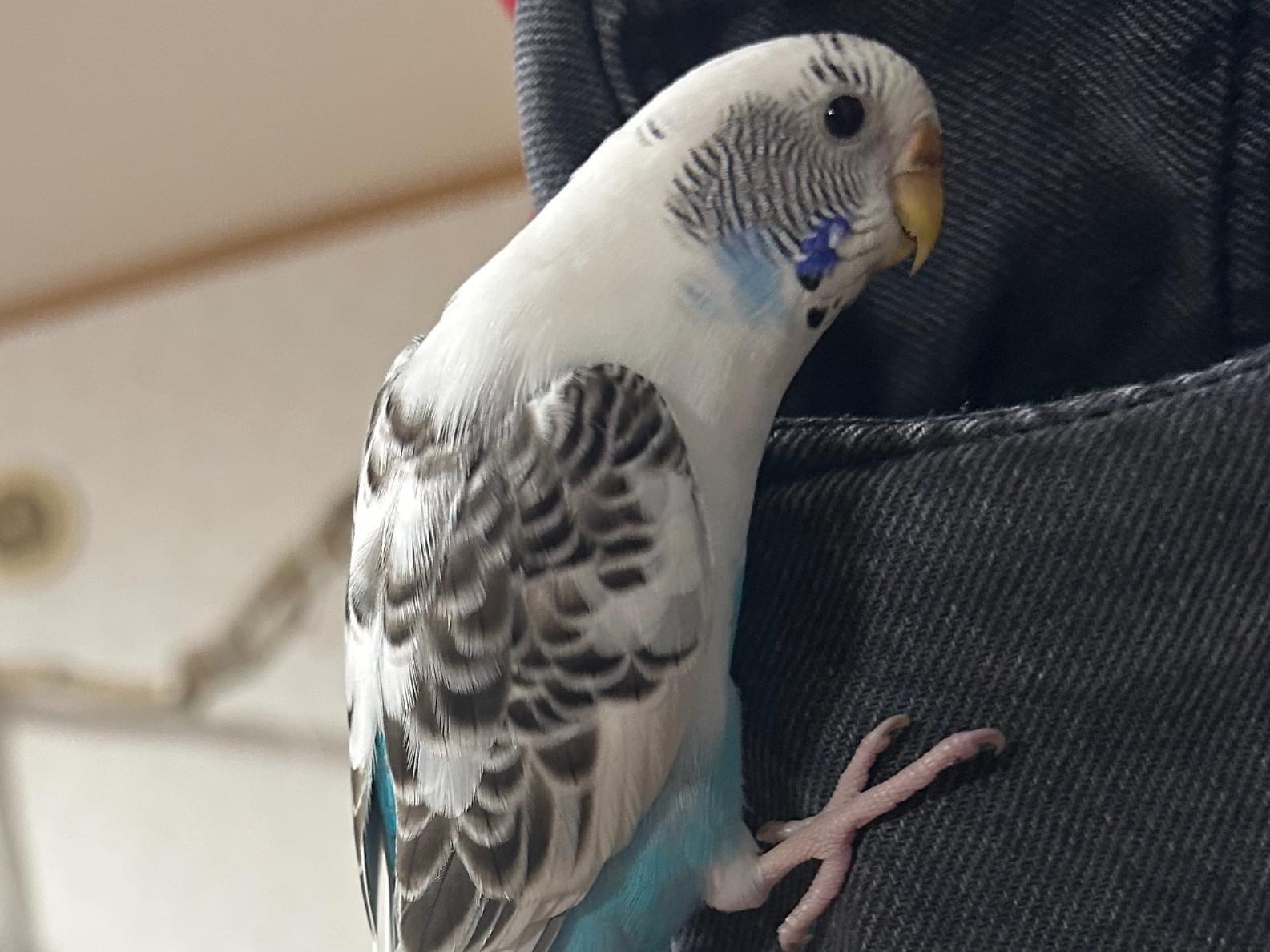 しおちゃん しおちゃん