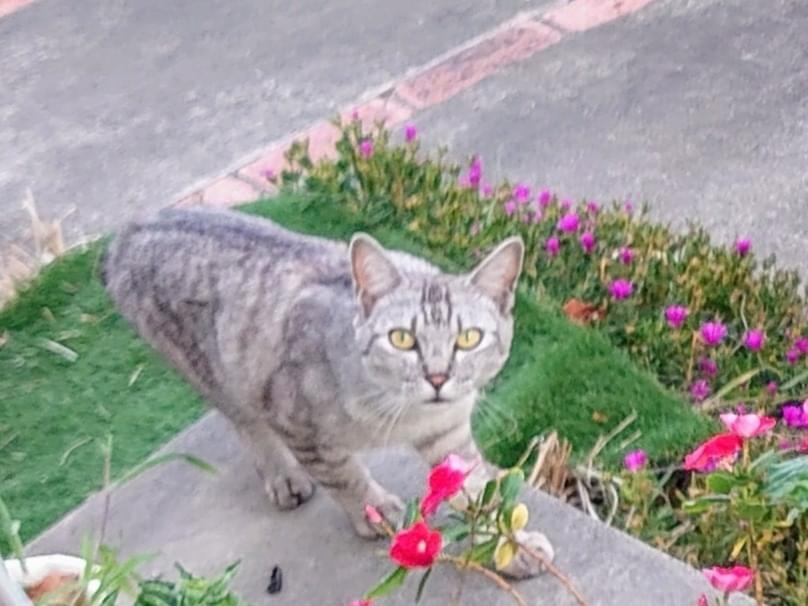 目撃された猫 目撃された猫