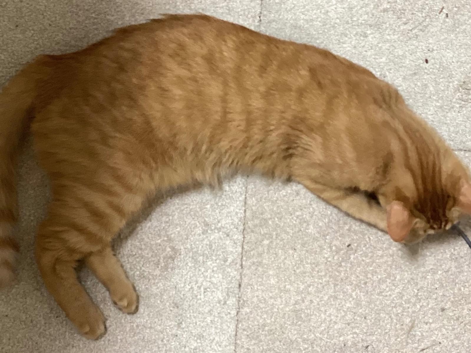 かおりちゃん かおりちゃん