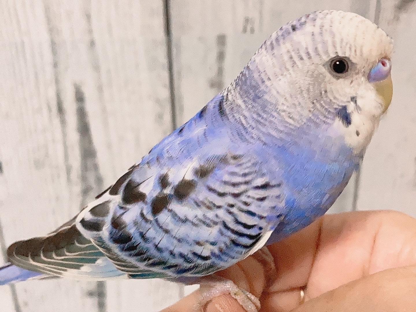 保護された鳥 保護された鳥