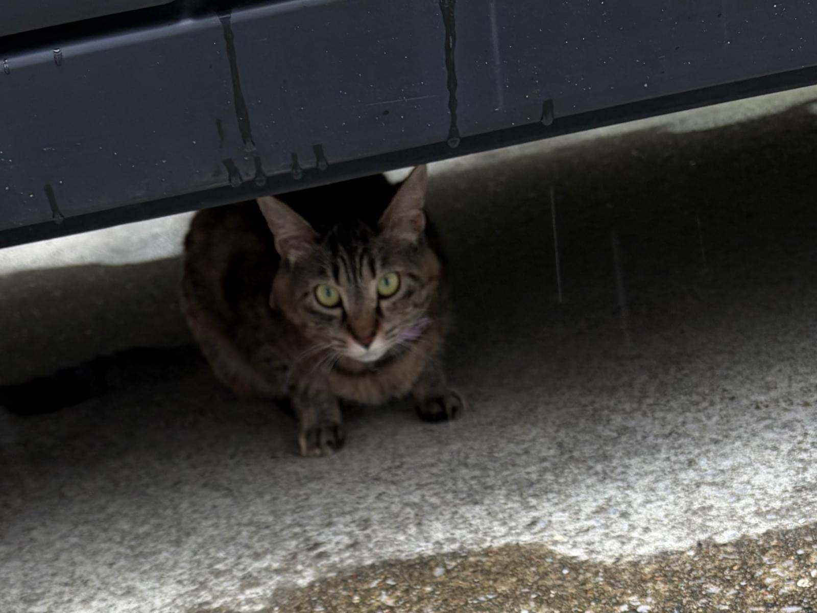 目撃された猫