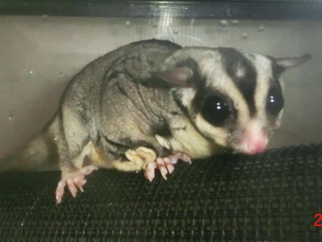 保護されたペット 保護されたペット