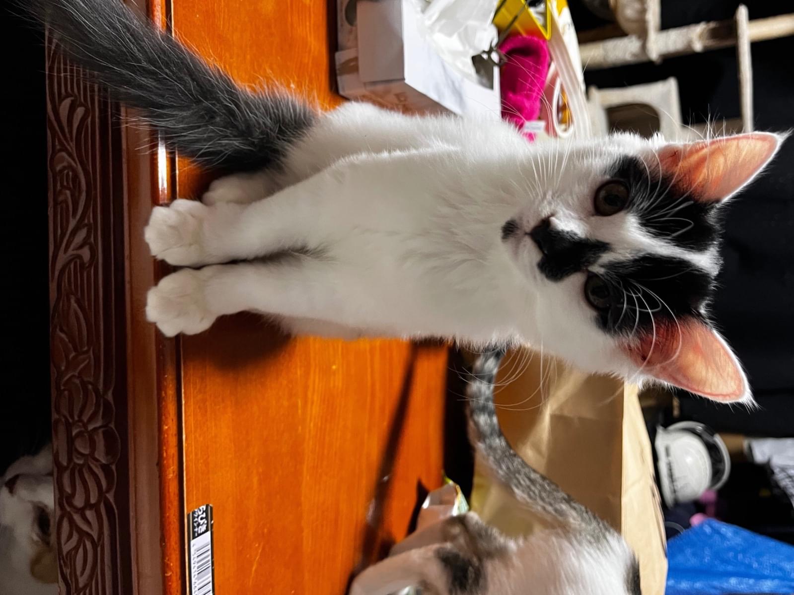 まだらちゃん まだらちゃん