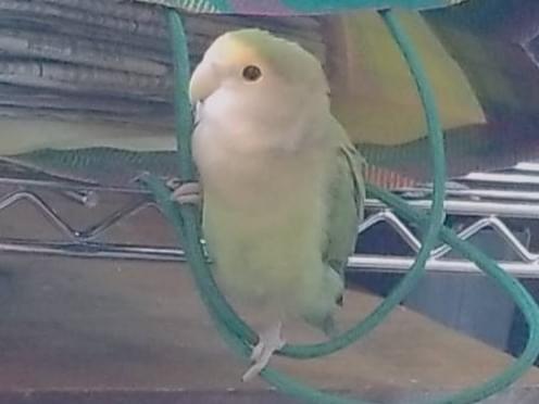 むぎちゃん むぎちゃん