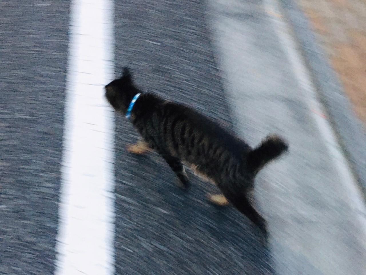 目撃された猫 目撃された猫
