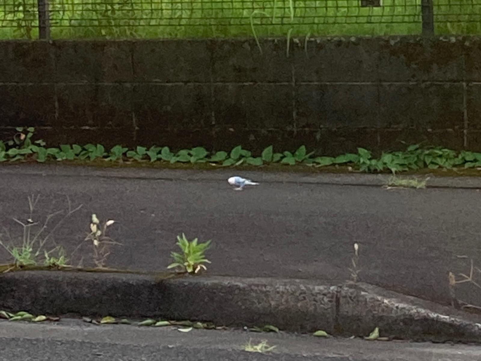目撃された鳥 目撃された鳥