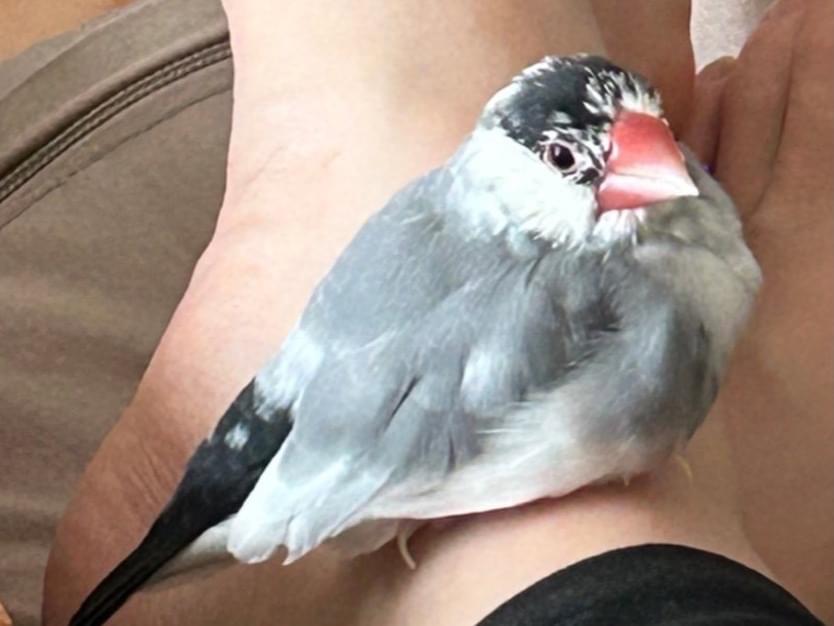 さくらちゃん さくらちゃん