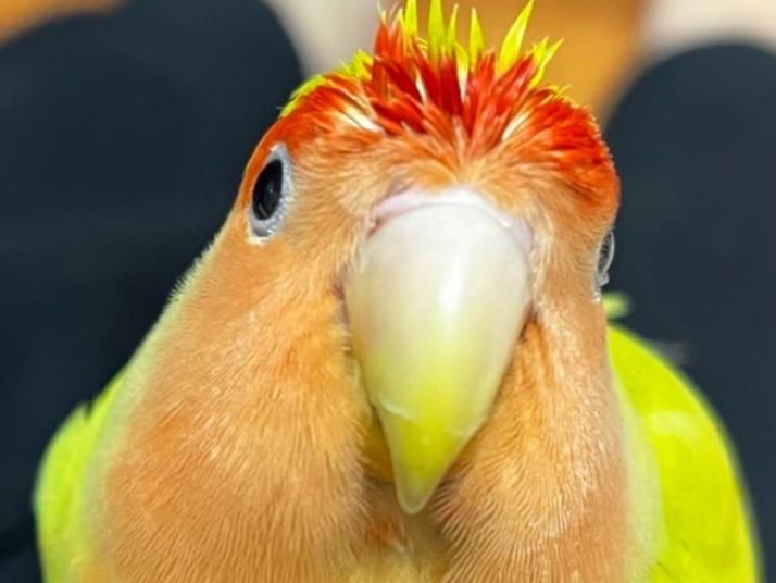 花がつおちゃん 花がつおちゃん