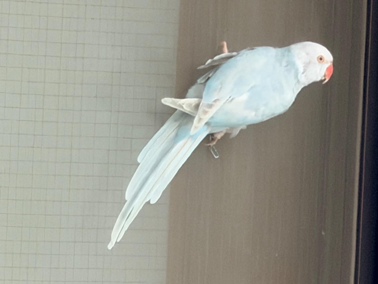 目撃された鳥 目撃された鳥