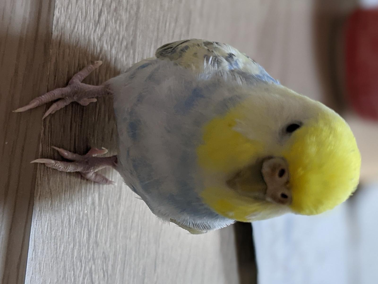 くーちゃん くーちゃん