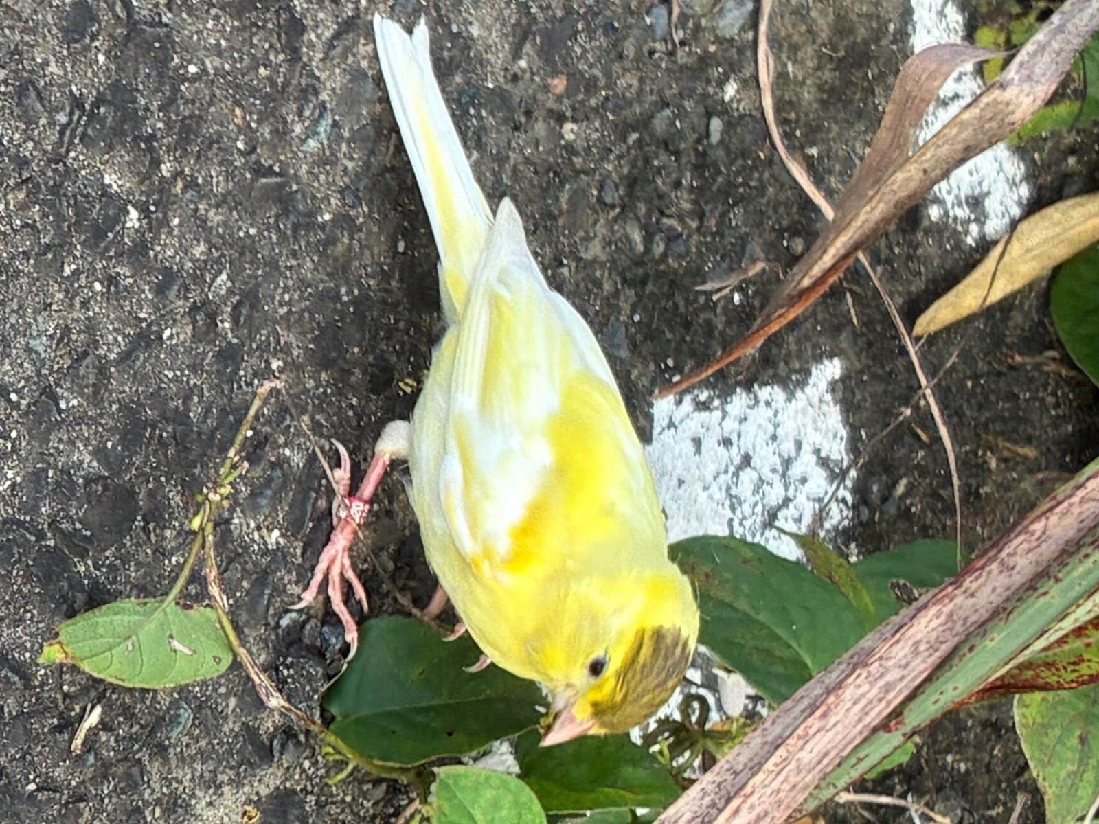 目撃された鳥
