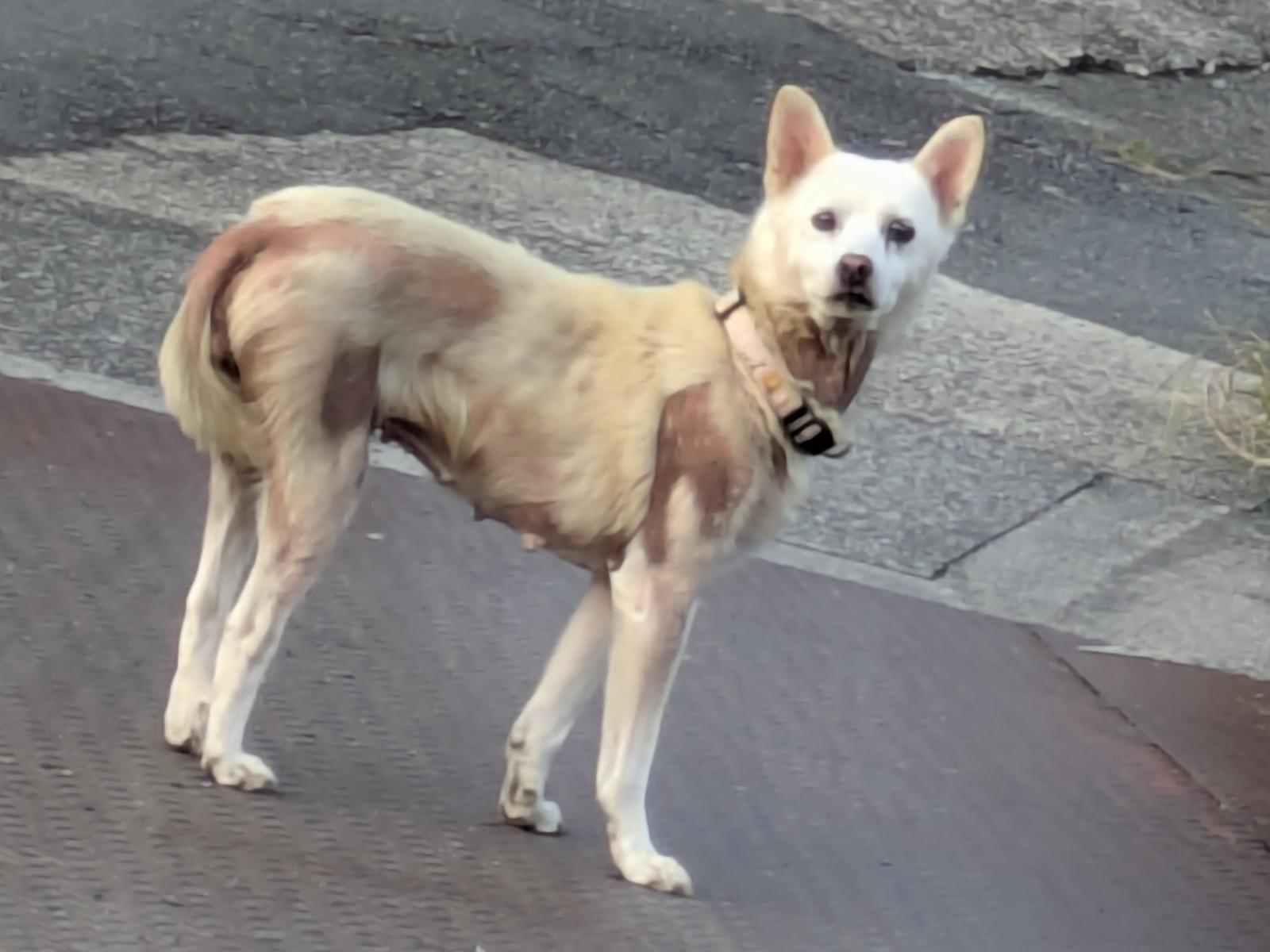 目撃された犬 目撃された犬