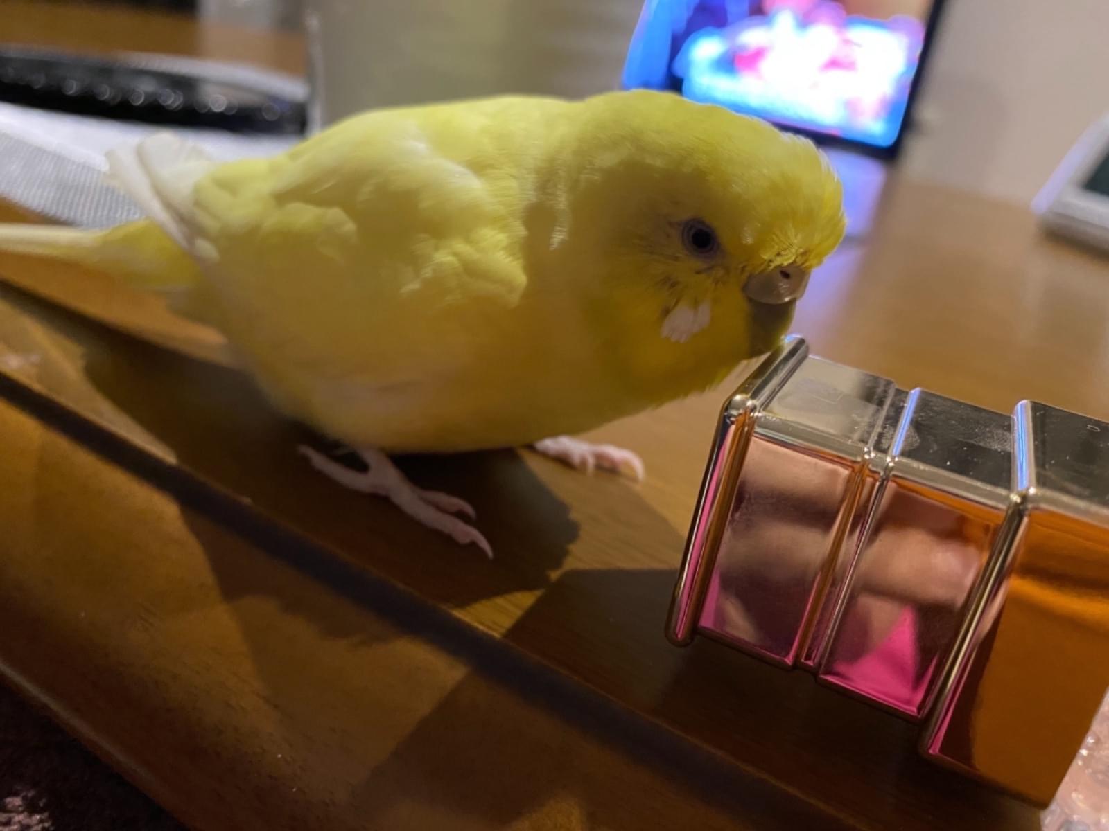 ユズちゃん ユズちゃん