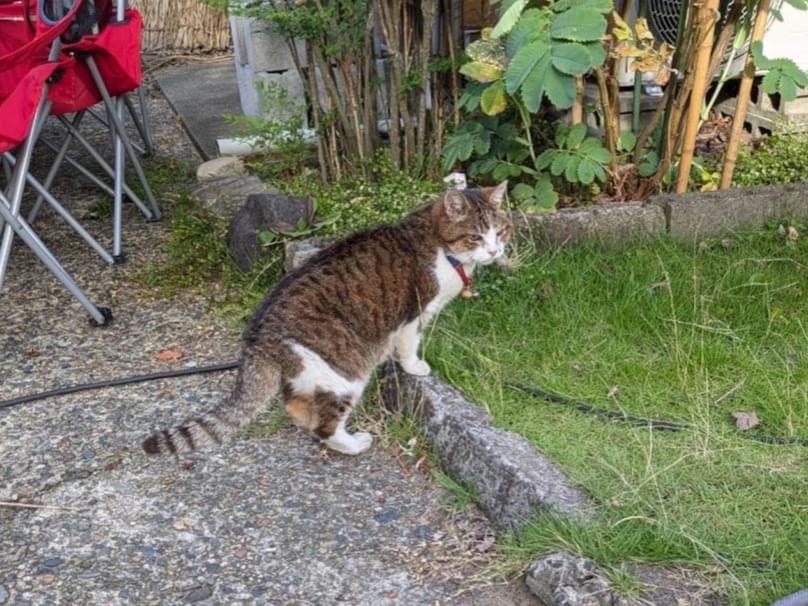 目撃された猫 目撃された猫