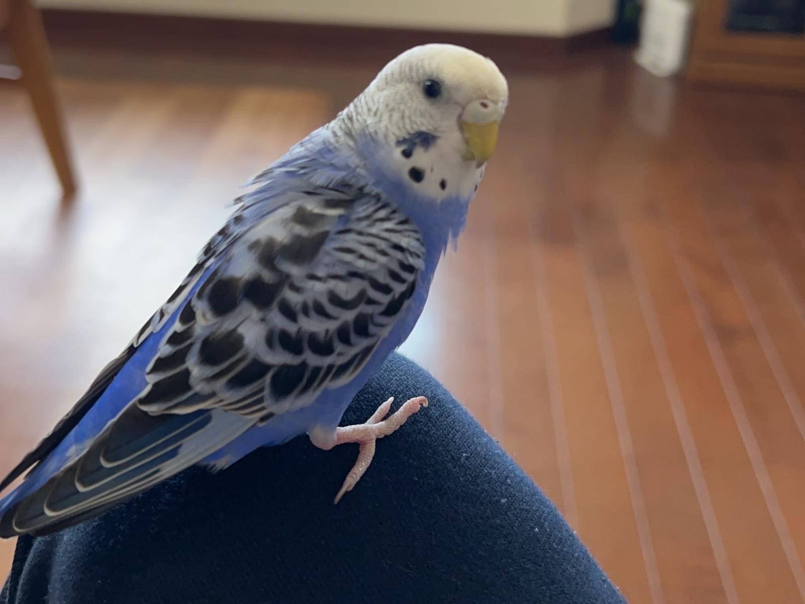 ウィルちゃん ウィルちゃん