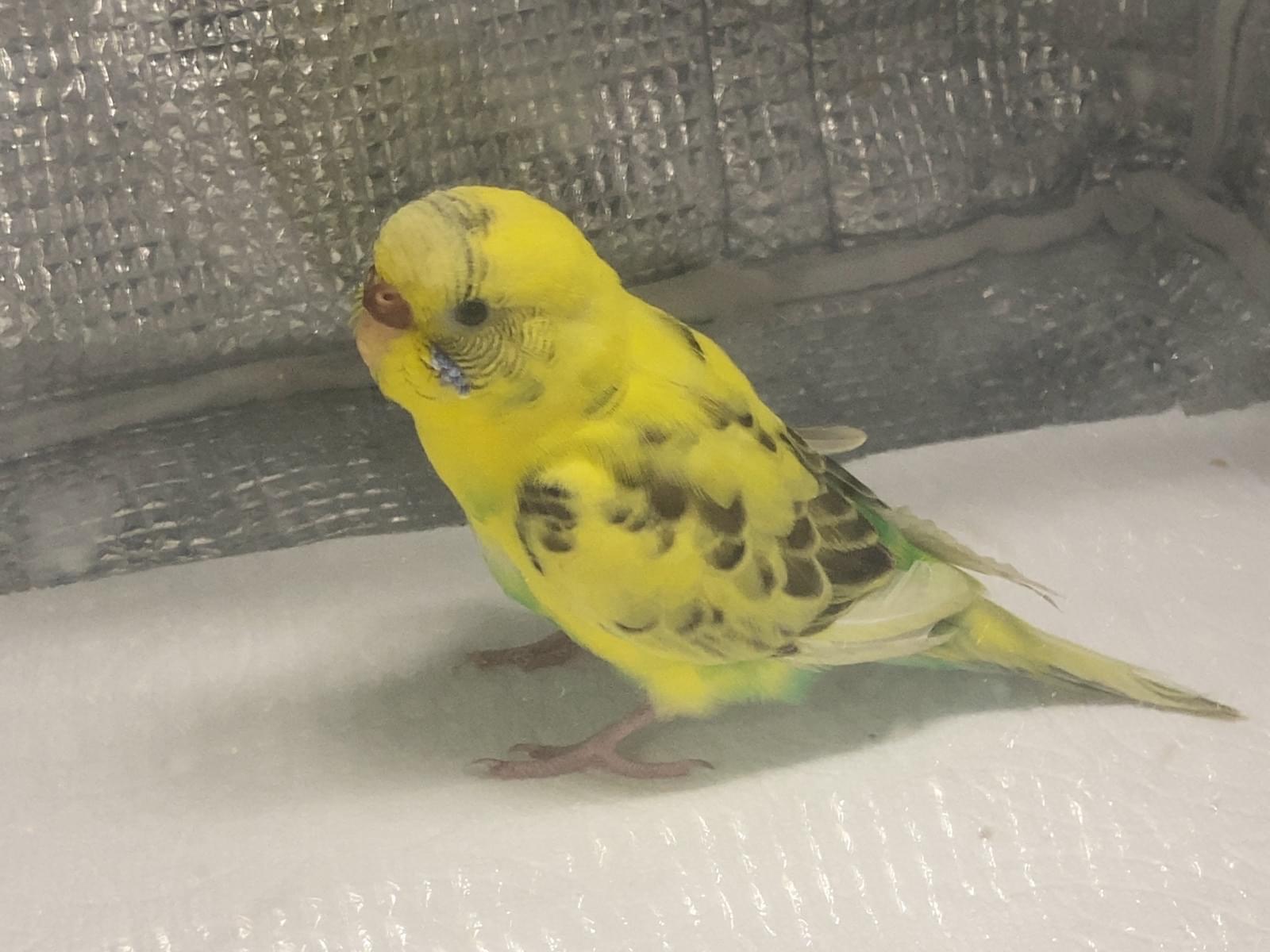 保護された鳥 保護された鳥