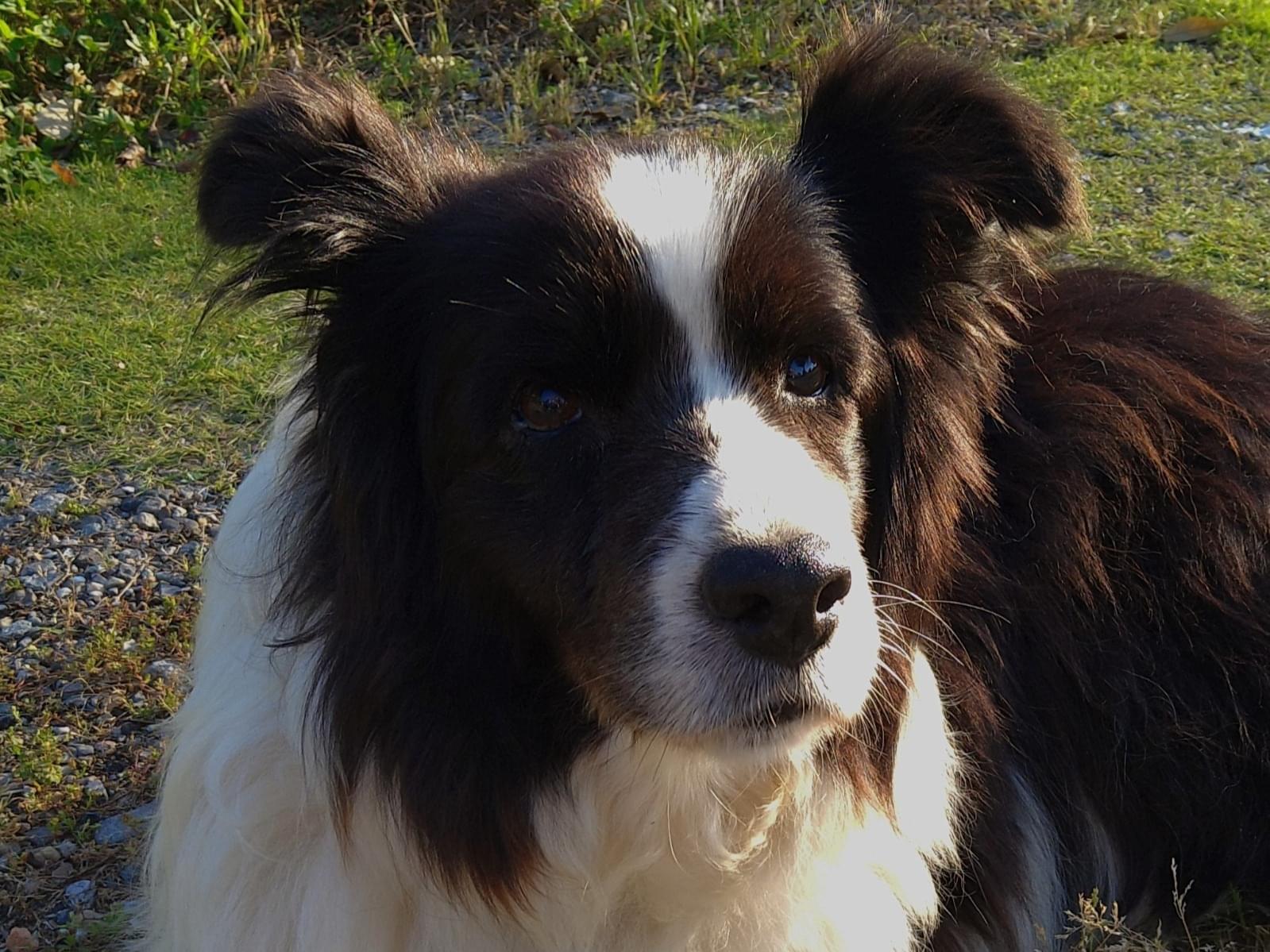 保護された犬 保護された犬