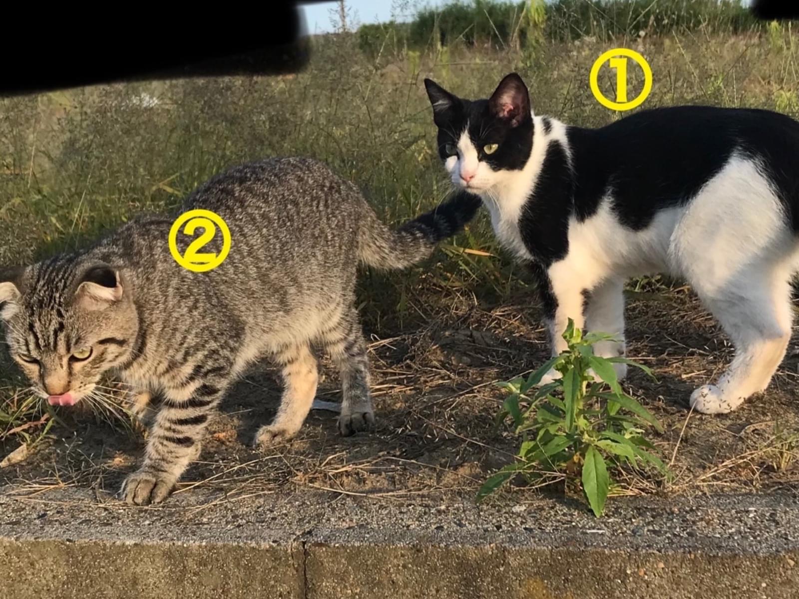 目撃された猫 目撃された猫