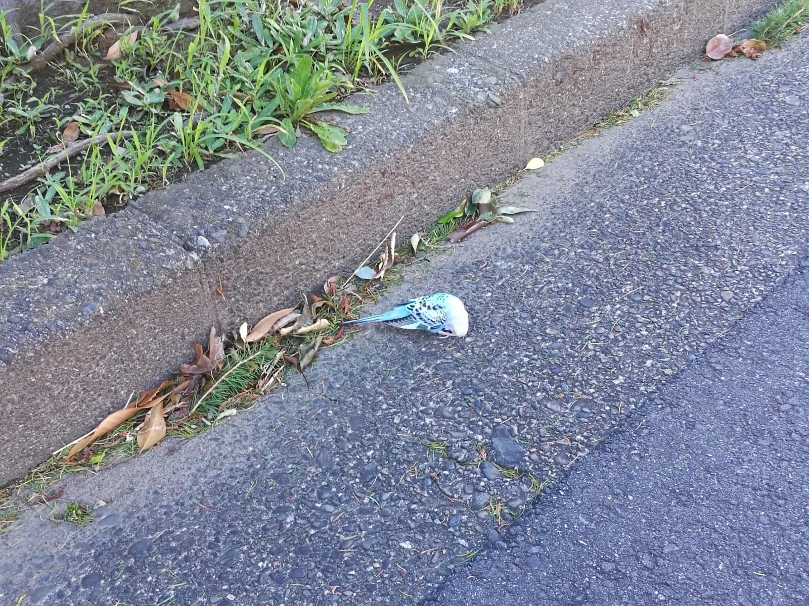 目撃された鳥 目撃された鳥