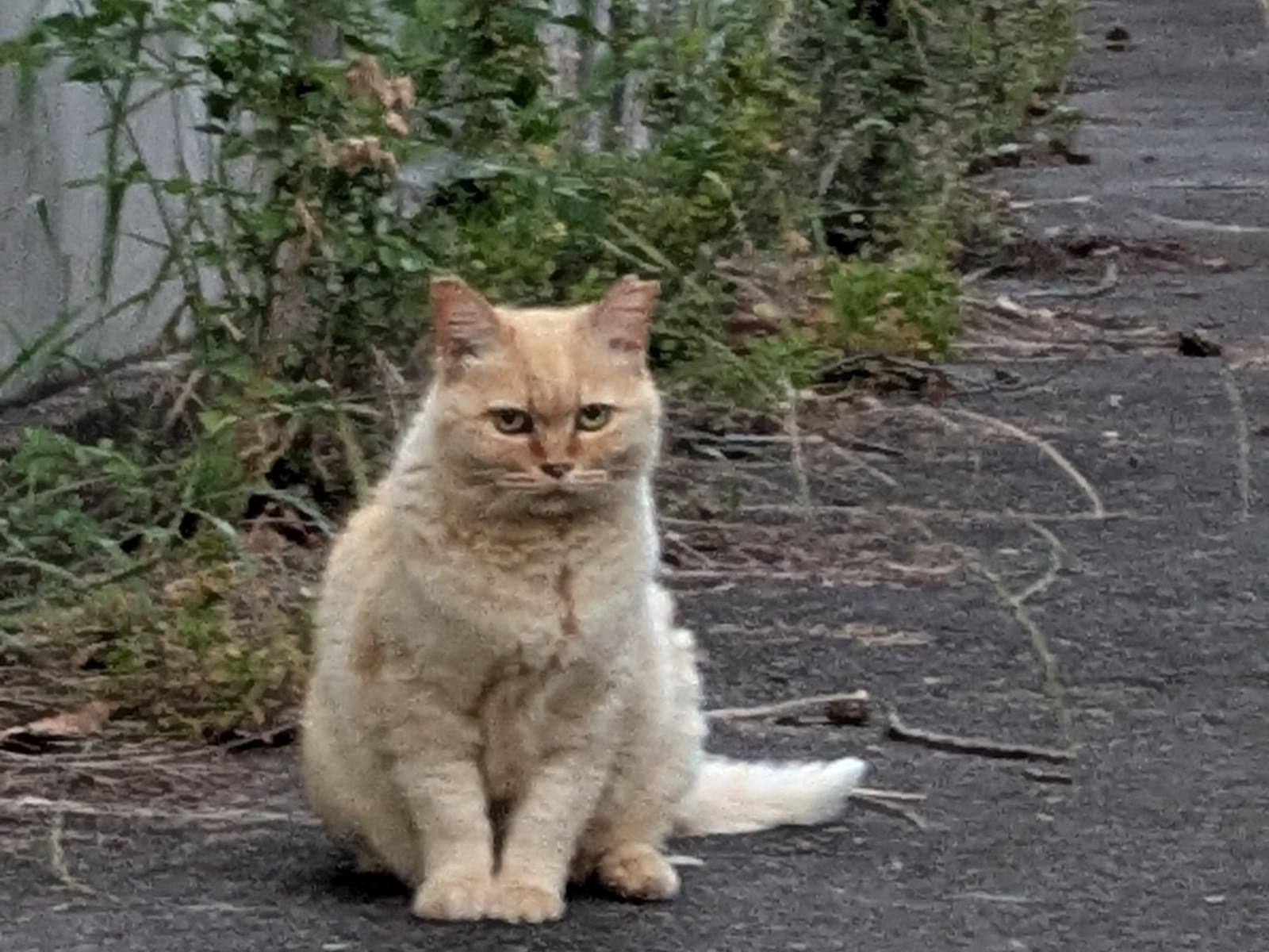 目撃された猫