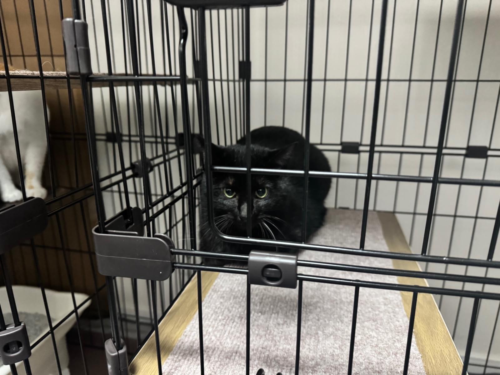 くうちゃん くうちゃん