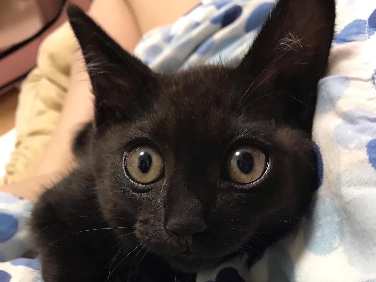 保護された猫 保護された猫