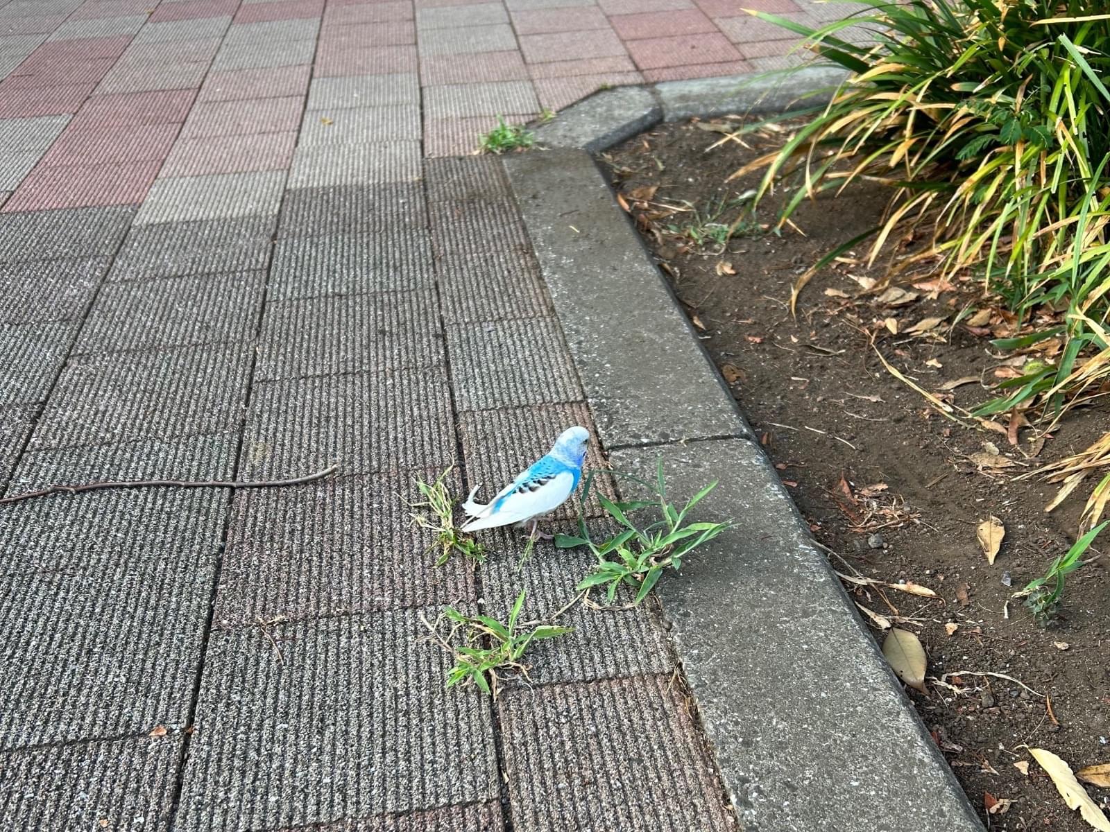 目撃された鳥 目撃された鳥