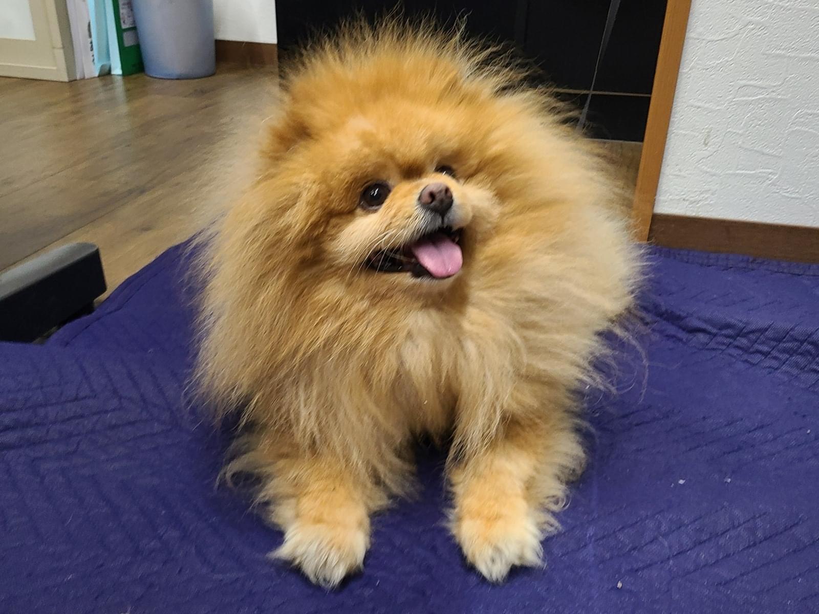 保護された犬
