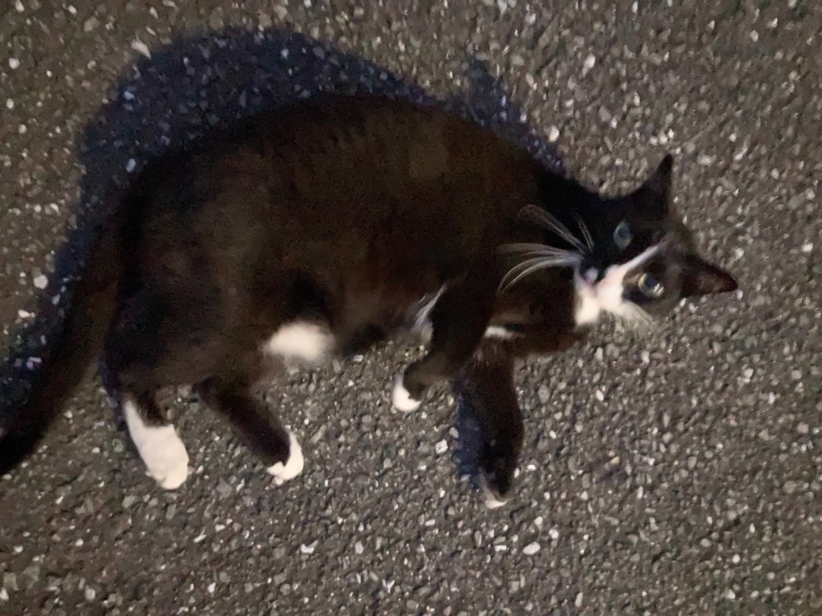 目撃された猫 目撃された猫