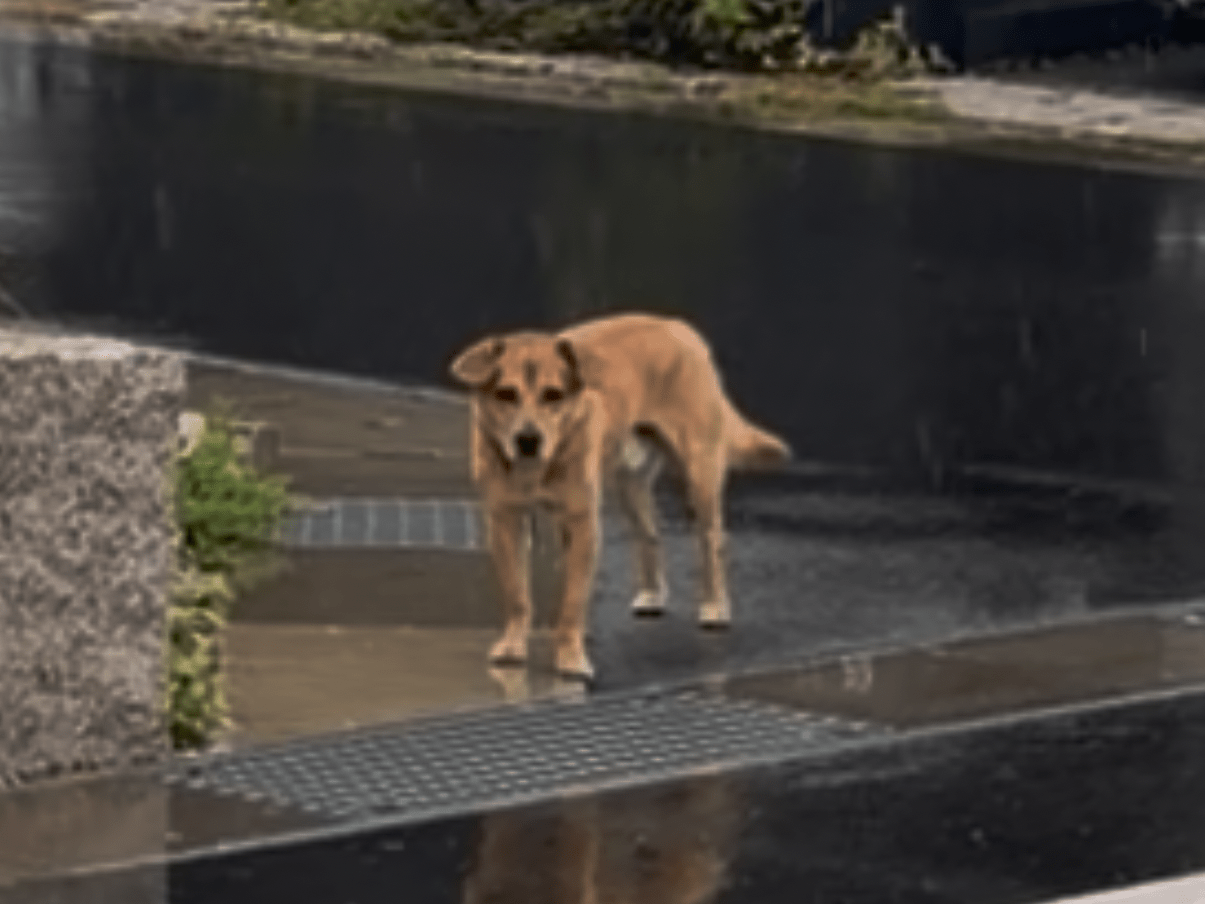 目撃された犬