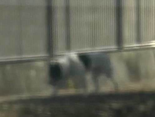 目撃された犬 目撃された犬